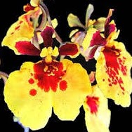 Tolumnia Jairak Flyer 'Golden Fan' (T. Jairak Firm x T. Jairak Rainbow) — Tolumnia, Natt's Orchids