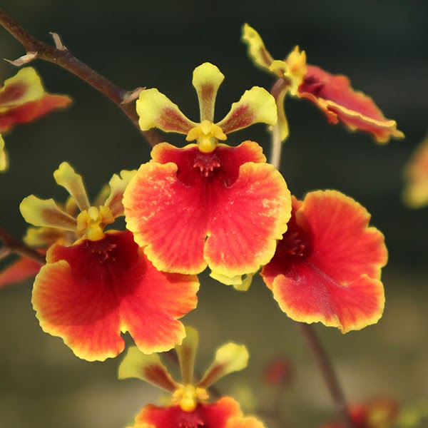 Tolumnia Jairak Flyer 'Lady in Red' (formerly No. 703) (KS-822/841) (T. Jairak Firm x T. Jairak Rainbow) — Tolumnia, Natt's Orchids