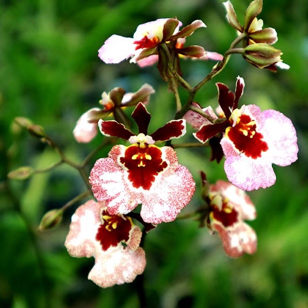Tolumnia Jairak Flyer 'Mangosteen' (KS-856) (T. Jairak Firm x T. Jairak Rainbow) — Tolumnia, Natt's Orchids