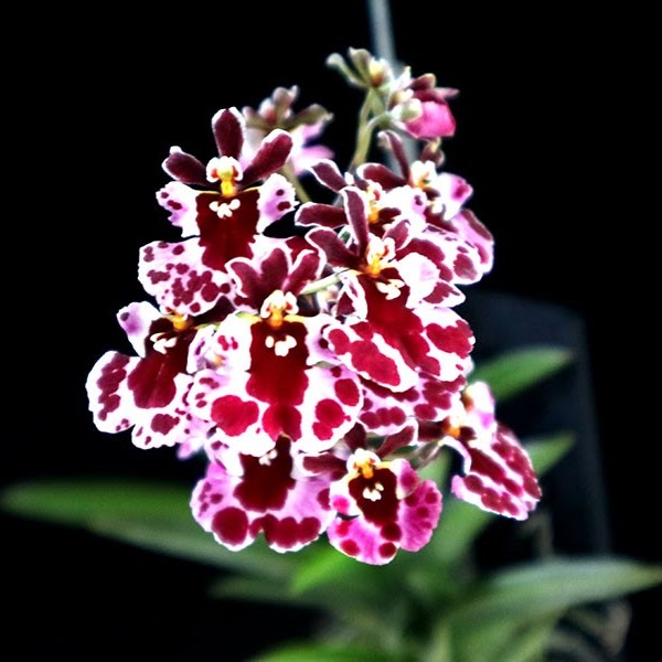 Tolumnia Jairak Firm 'Koromo' (BJR-48) (T. Rainbow x T. Plush) — Tolumnia, Natt's Orchids