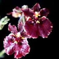 Tolumnia Jairak Firm 'Crimson' (T. Rainbow x T. Plush) — Tolumnia, Natt's Orchids