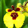 Tolumnia Jairak Firm 'Lion' (T. Rainbow x T. Plush) — Tolumnia, Natt's Orchids