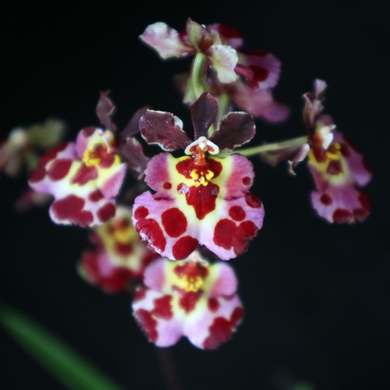 Tolumnia Jairak Flyer 'Cartoon' (BJR-43) (T. Jairak Firm x T. Jairak Rainbow) — Tolumnia, Natt's Orchids