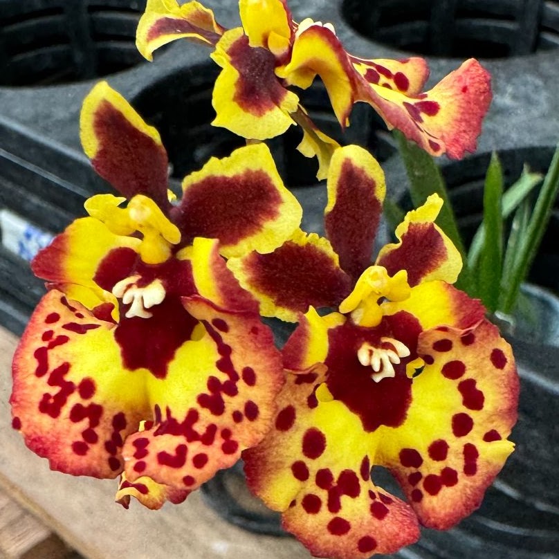 Tolumnia Jairak Flyer 'Ladybug' (BJR-41) (T. Jairak Firm x T. Jairak Rainbow) — Tolumnia, Natt's Orchids