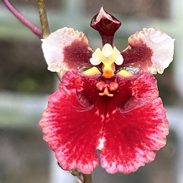 Tolumnia Jairak Flyer 'Red Cherry' (KS-766) (T. Jairak Firm x T. Jairak Rainbow) — Tolumnia, Natt's Orchids