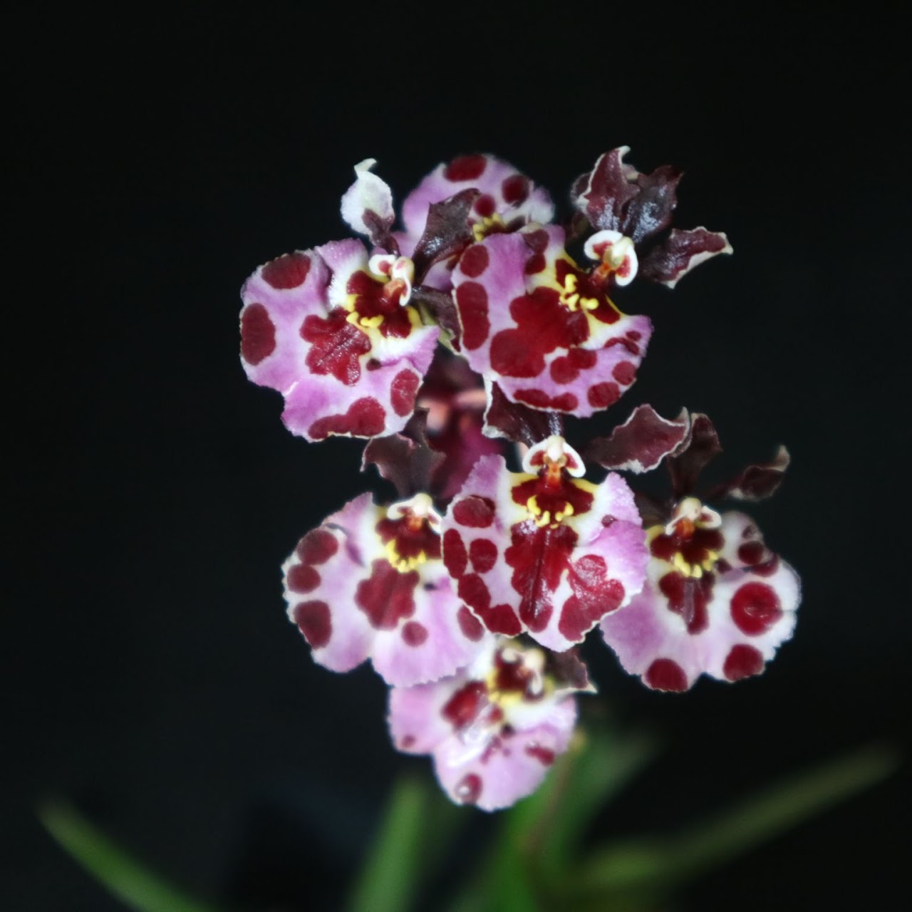 Tolumnia Jairak Flyer 'Tufferfish' (BJR-42) (T. Jairak Firm x T. Jairak Rainbow) — Tolumnia, Natt's Orchids