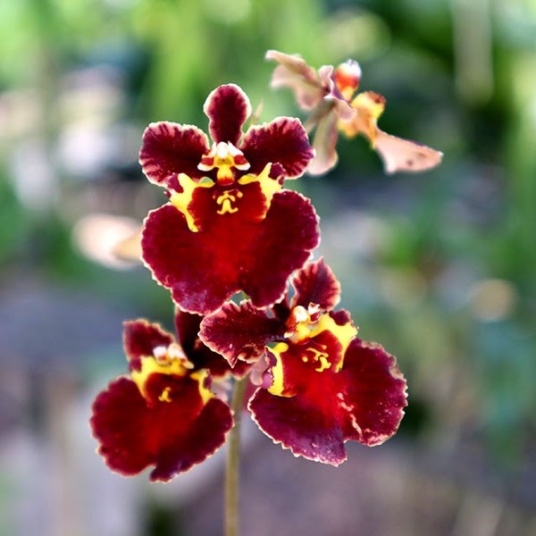 Tolumnia Jairak Flyer 'Red Velvet' (KS-884) (T. Jairak Firm x T. Jairak Rainbow) — Tolumnia, Natt's Orchids