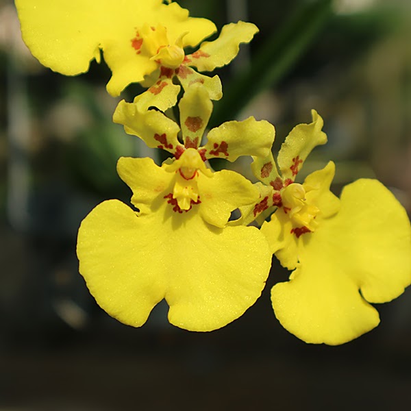 Tolumnia Jairak Firm x Jiaho Fantasy (KS770) — Tolumnia, Natt's Orchids