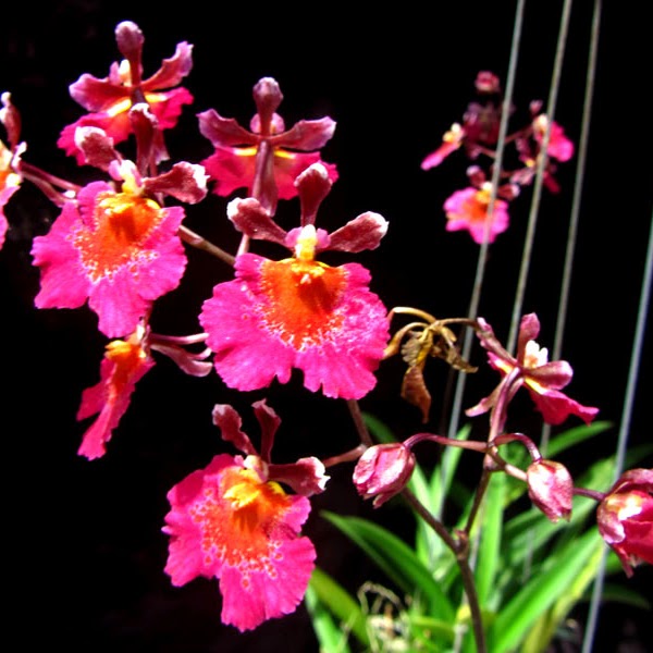 Tolumnia Jairak Flyer ‘Gules ’ (Mericlone KOK-405) in 2" pot — Tolumnia, Natt's Orchids