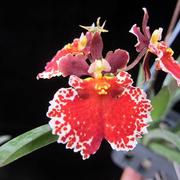 Tolumnia Jairak Flyer ‘ Red Spread ’ (Mericlone KOK-379) in 2" pot — Tolumnia, Natt's Orchids