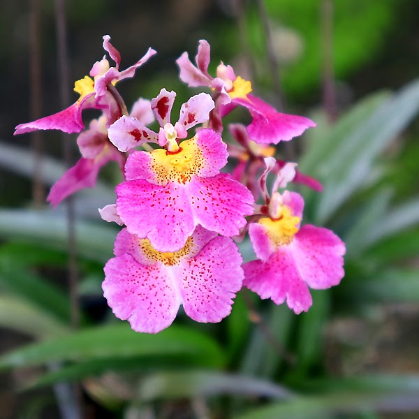 Tolumnia Jairak Flyer 'No. 642' (KS790) — Tolumnia, Natt's Orchids