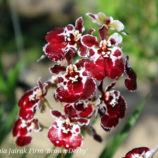 Tolumnia Jairak Firm 'Brown Derby' (KS751) — Tolumnia, Natt's Orchids