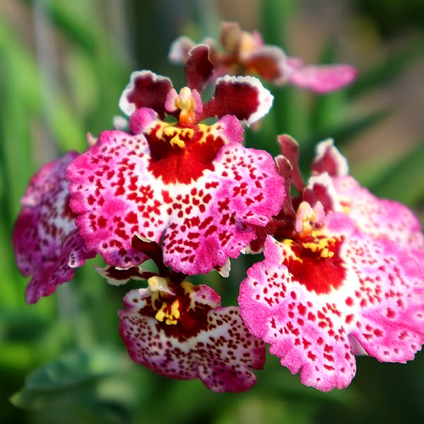 Tolumnia Jairak Rainbow 'Strawberry' (KS783) — Tolumnia, Natt's Orchids