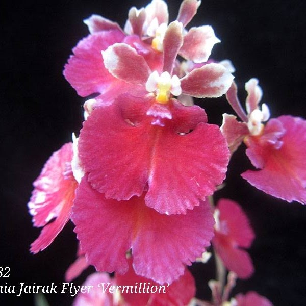 Tolumnia Jairak Flyer 'Vermillion' (KOK382) — Tolumnia, Natt's Orchids