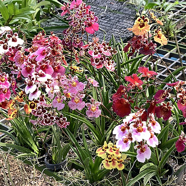 Tolumnia Jairak Rainbow x sib (JM1) — Tolumnia, Natt's Orchids