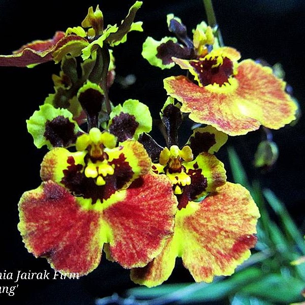 Tolumnia Jairak Firm 'Big Bang' (Mericlone KOK-345, KS694) in 2" pot — Tolumnia, Natt's Orchids