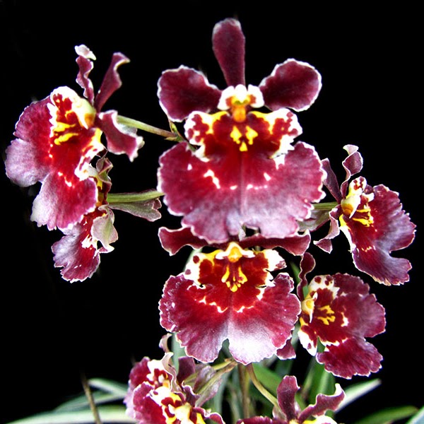 Tolumnia Jairak Firm 'Super Brown' (Mericlone KOK-407) in 2" pot — Tolumnia, Natt's Orchids
