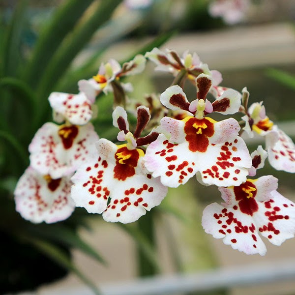Tolumnia Jairak Firm 'Spoty' (KOK399) — Tolumnia, Natt's Orchids