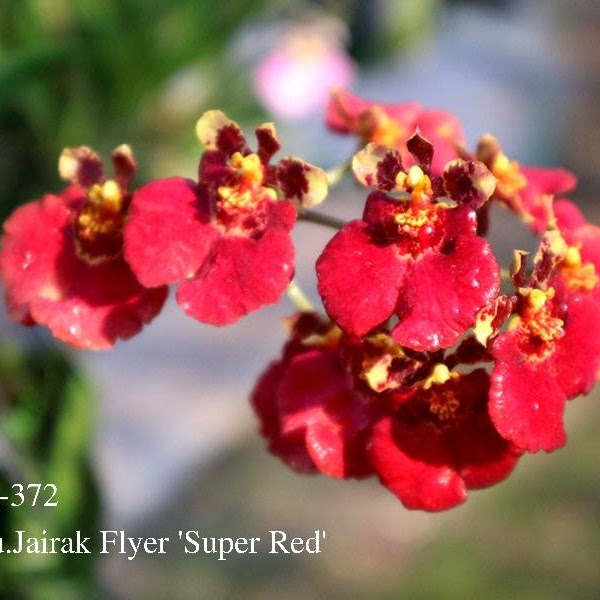 Tolumnia Jairak Flyer ‘ Super Red ’ (Mericlone KOK-372/578) in 2" pot — Tolumnia, Natt's Orchids