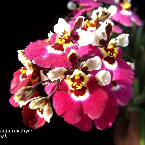 Tolumnia Jairak Flyer ‘ Red Mask ’ (Mericlone KOK-317) in 2" pot — Tolumnia, Natt's Orchids