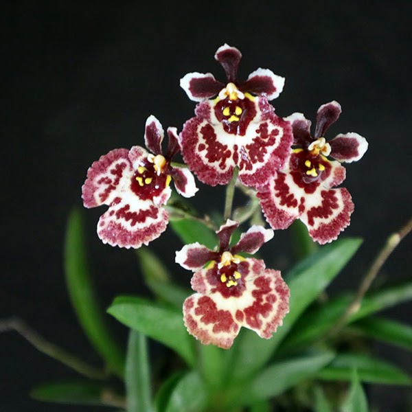 Tolumnia Jairak Firm 'Butterfly' (KOK400) — Tolumnia, Natt's Orchids