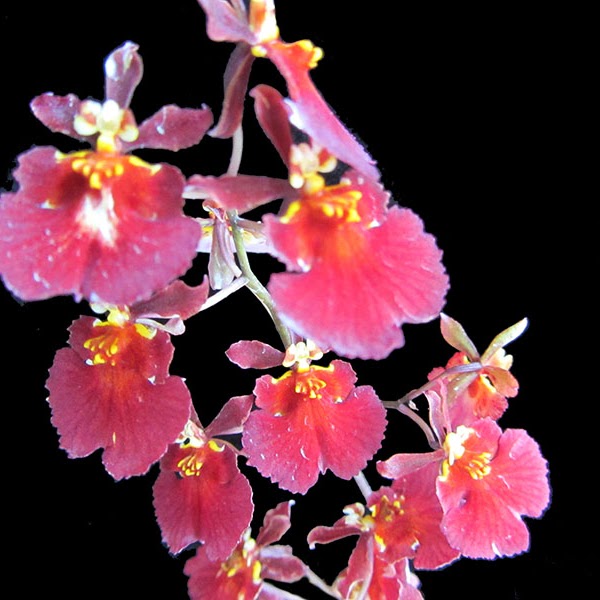 Tolumnia Jairak Firm 'Red Devil' (KS699) — Tolumnia, Natt's Orchids