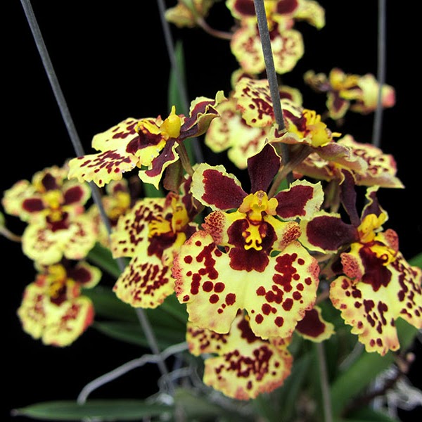 Tolumnia Jairak Flyer 'Leopard' (KOK387) — Tolumnia, Natt's Orchids