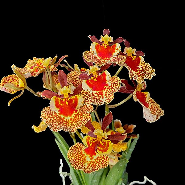 Tolumnia Jairak Firm 'Fine Point' (KOK392) — Tolumnia, Natt's Orchids