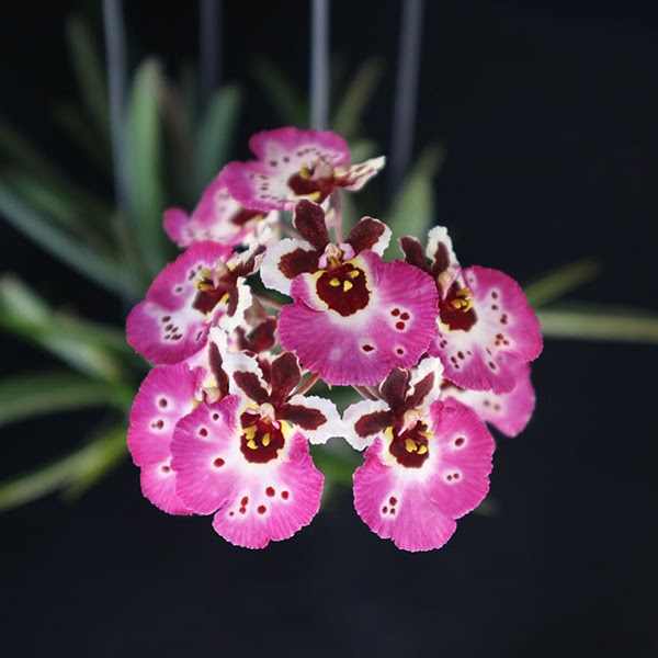 Tolumnia Jairak Firm 'Pink Lady' (KS782) — Tolumnia, Natt's Orchids