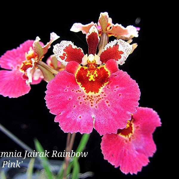 Tolumnia Jairak Rainbow ‘ Hot Pink ’ (Mericlone KOK-288) in 2" pot — Tolumnia, Natt's Orchids