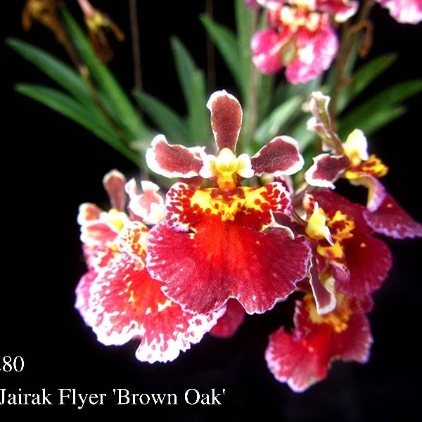 Tolumnia Jairak Flyer ‘ Brown Oak ’ (Mericlone KOK-280/352) in 2" pot — Tolumnia, Natt's Orchids