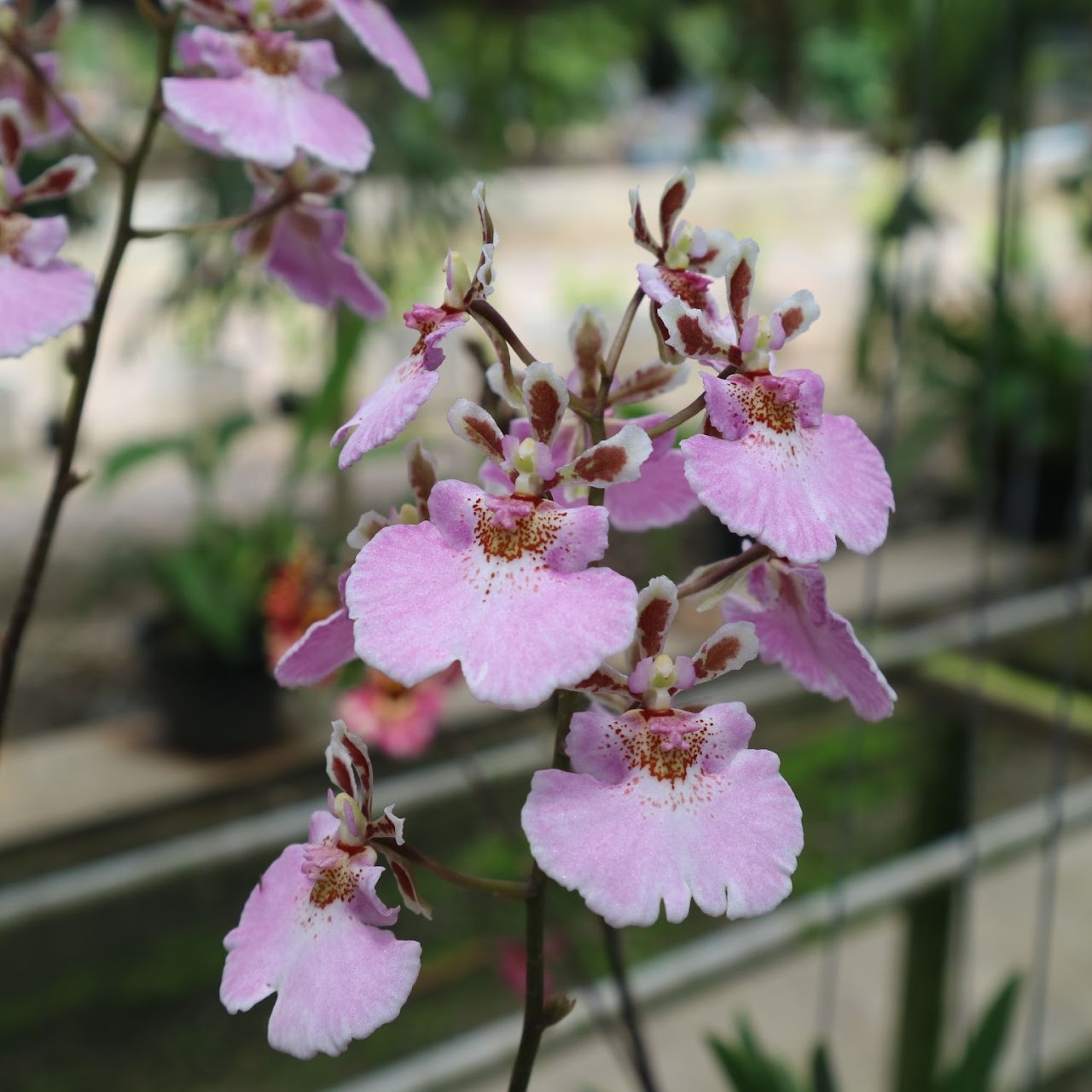 Tolumnia Jairak Firm 'Sweet Pink' (KS779) — Tolumnia, Natt's Orchids