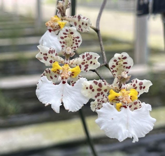 Trichocentrum jonesianum (T. Jonesianum x T. Josephine) — Trichocentrum, Natt's Orchids