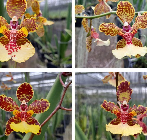 Trichocentrum Thai Dancer (T. Jonesianum x T. Josephine) — Trichocentrum, Natt's Orchids