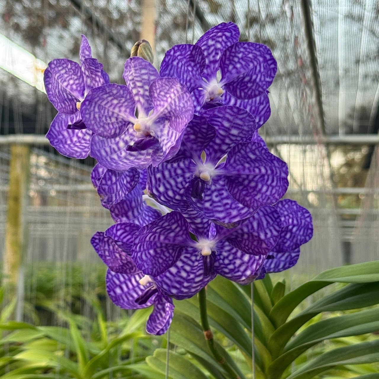 Vanda orchids at Natt's Orchids
