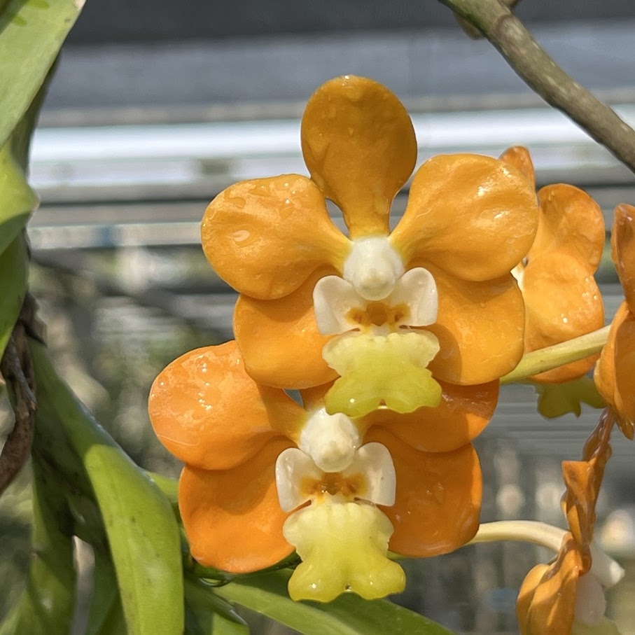 Vanda denisoniana — Vanda, Natt's Orchids