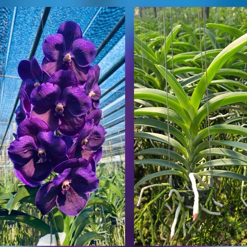 Vanda Boonserm Delight (Fantastic Fanfare x Tristar Blue) — Vanda, Natt's Orchids