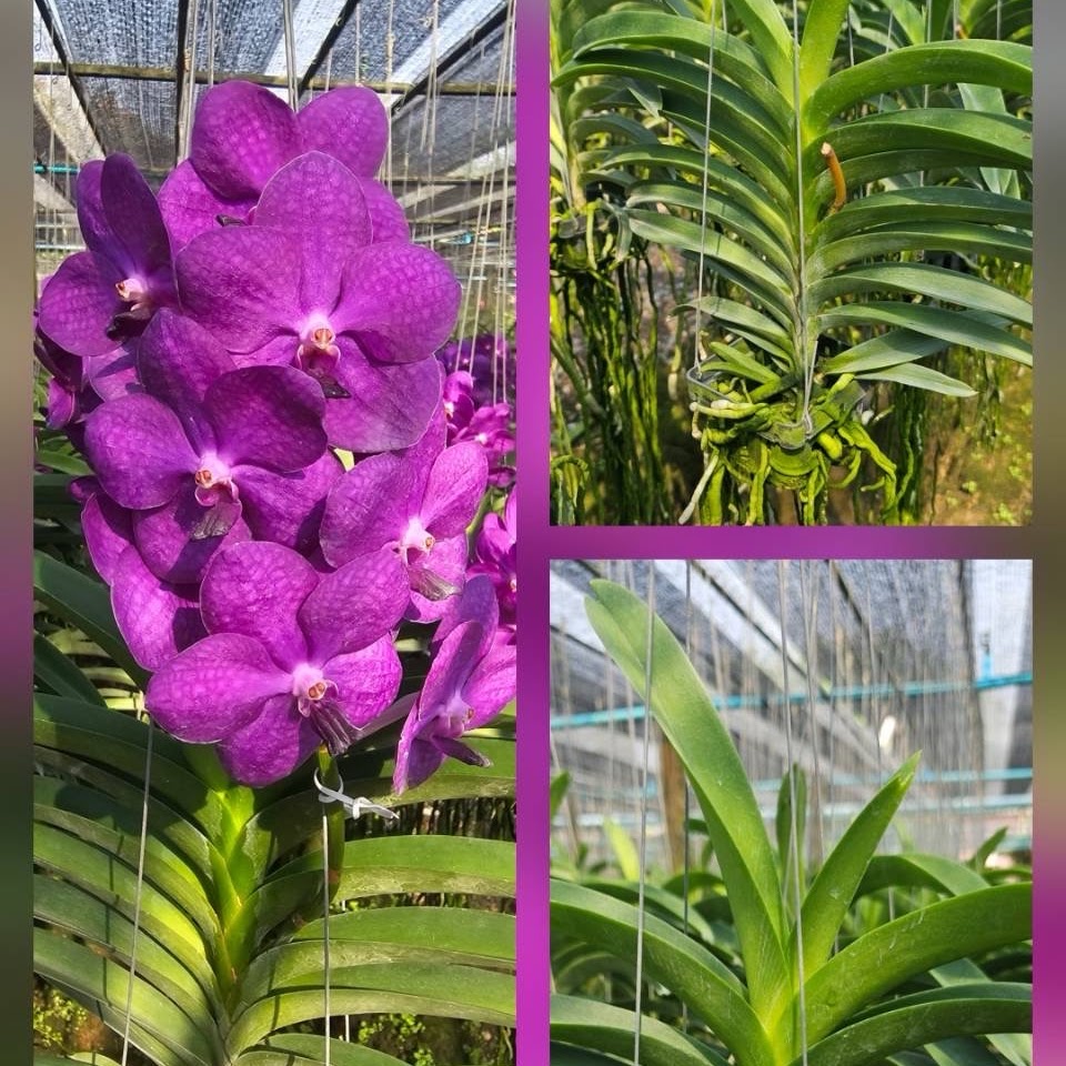 Vanda Korb Fah (Eisenhower x Yip Sum Wah) — Vanda, Natt's Orchids