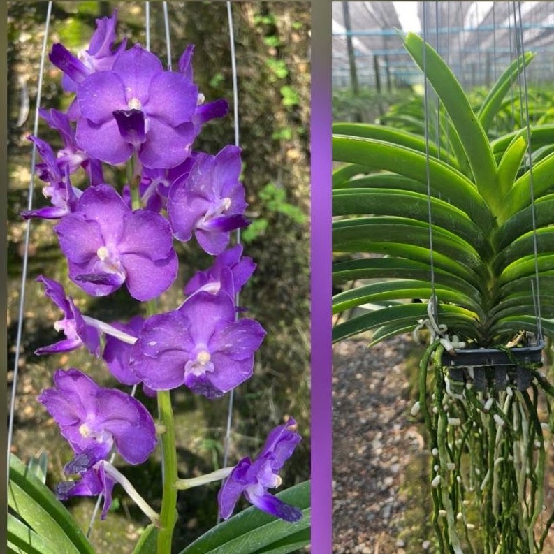 Vanda Sasicha (Varut Fuchsia x coelestis) — Vanda, Natt's Orchids