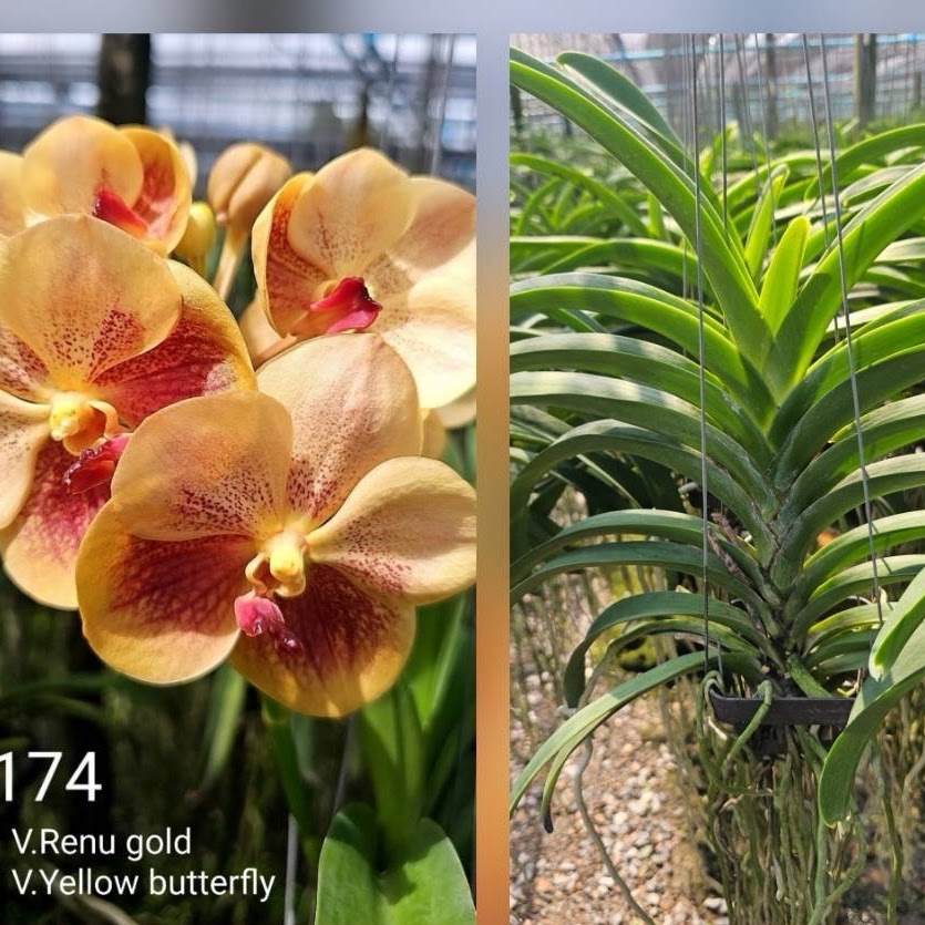 Vanda SHP (Renu Gold x Yellow Butterfly) — Vanda, Natt's Orchids
