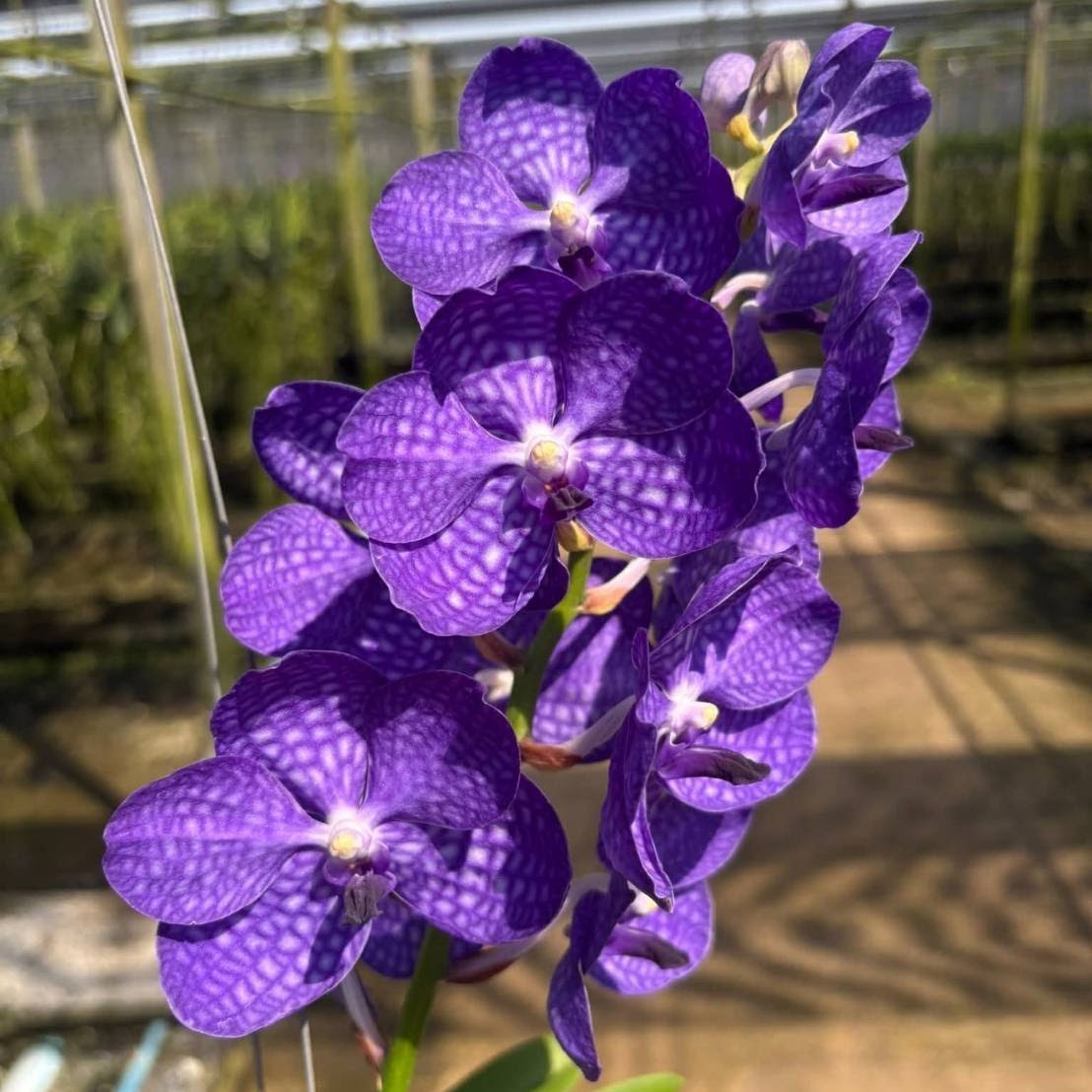 Vanda Tommy Brilliant Blue (Memoria Tan Beng Chye x coerulea) — Vanda, Natt's Orchids