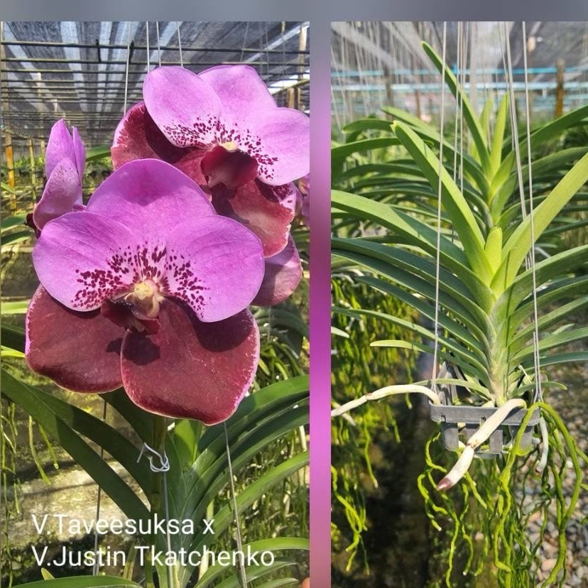 Vanda (Taveesuksa x Justin Tkatchenko) — Vanda, Natt's Orchids