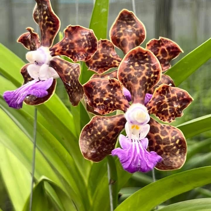 Vanda (Papillonanda) Paksorn Fragrance 'Blue Lip' (Mini Palmer x insignis) — Vanda, Natt's Orchids