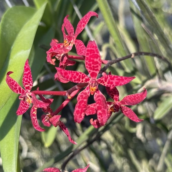 Renanthera bella — Vanda, Natt's Orchids