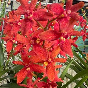 Renantanda Suwannaphum Blazing Scarlet (Renantanda Sunrise x Ren. imschootiana) — Vanda, Natt's Orchids
