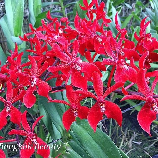 Renanstylis Bangkok Beauty (Renanstylis Azimah x Ren. Bangkok Flame) — Vanda, Natt's Orchids