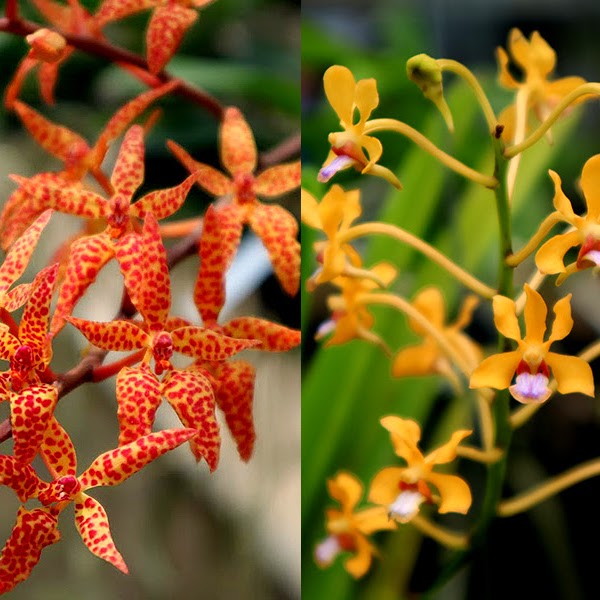 Renantanda Memoria Deb Bodei (Ren. monachica x V. testacea) — Vanda, Natt's Orchids
