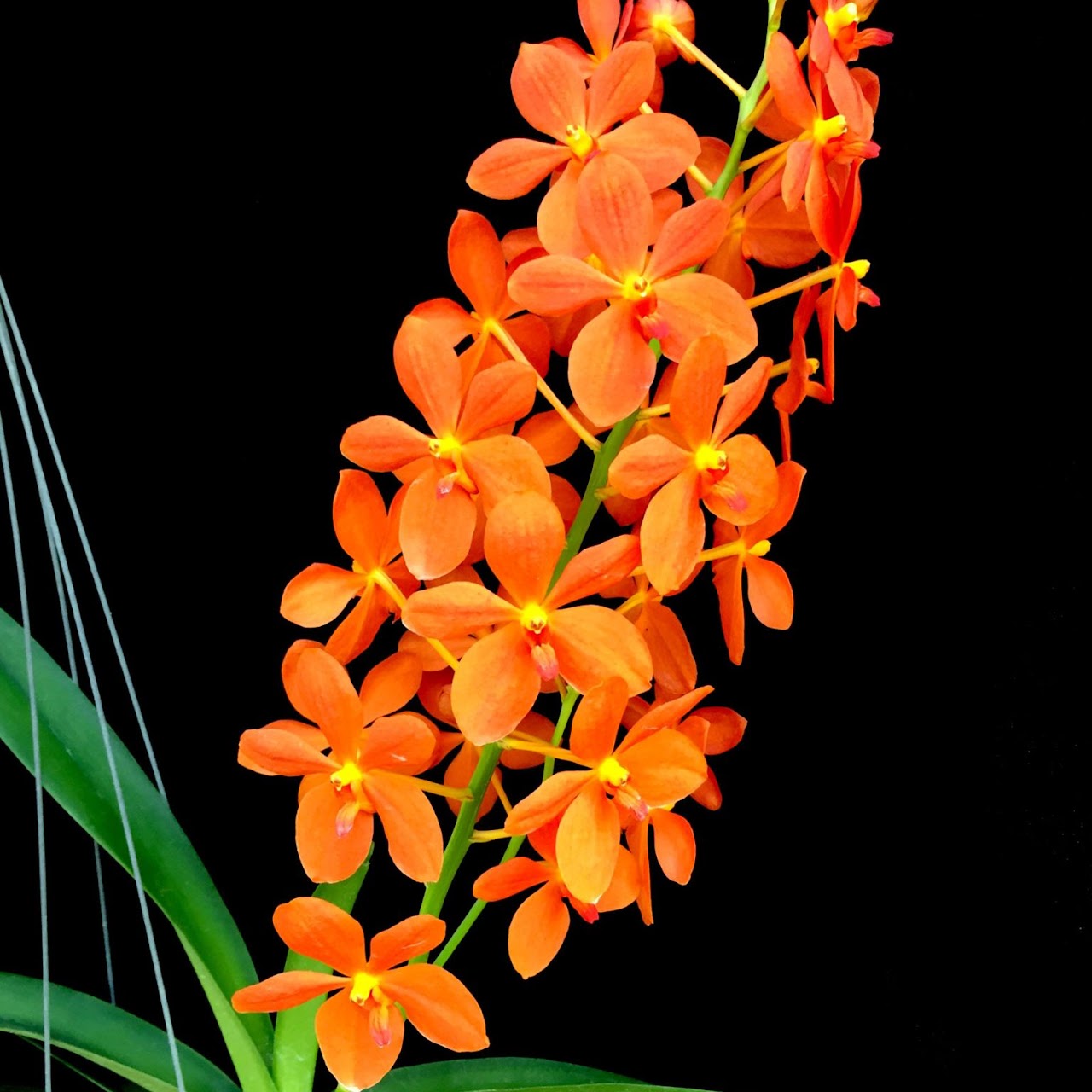 Renantanda Jairak Orange (Ren. Kalsom x V. Vilairat) — Vanda, Natt's Orchids