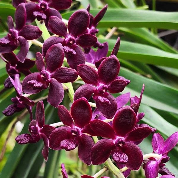 Vandachostylis Colmarie (Vandachostylis Sri-Siam x gigantea) — Vanda, Natt's Orchids
