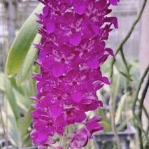 Rhynchostylis Chorchalood (gigantea x retusa) — Vanda, Natt's Orchids